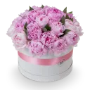 Box růžových pivoněk